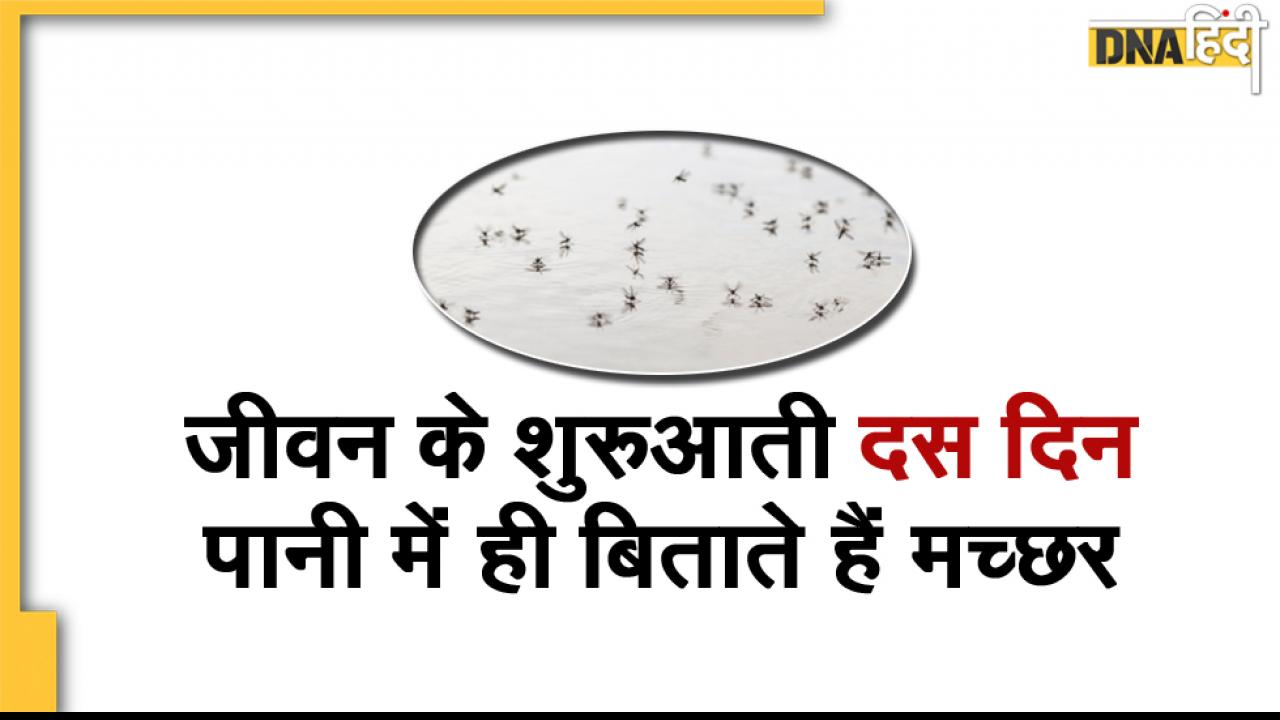 पानी में पनपते हैं मच्छर