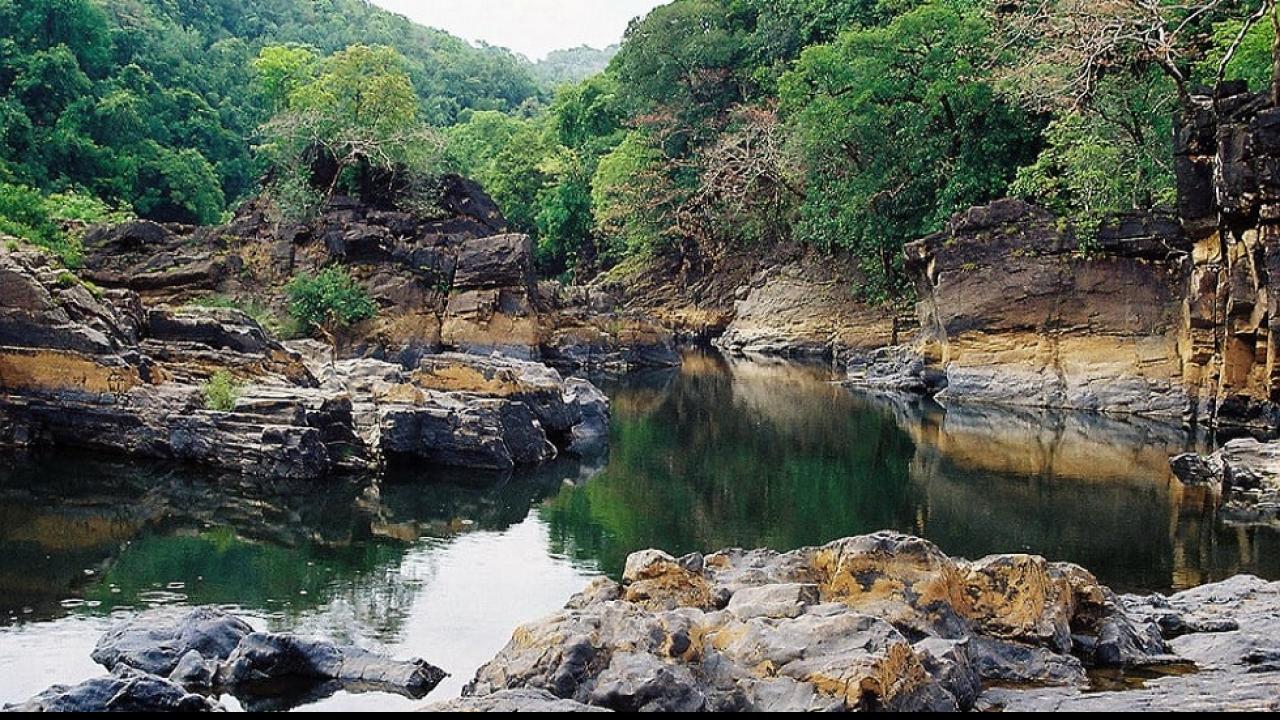 राज्य का एक तिहाई हिस्सा जंगलों से ढंका