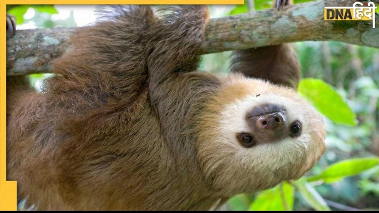 दुनिया का सबसे आलसी जानवर होता है Sloth, एक पत्ती को पचाने में लगाता है