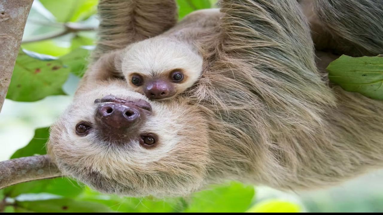 दुनिया का सबसे आलसी जानवर होता है Sloth, एक पत्ती को पचाने में लगाता है