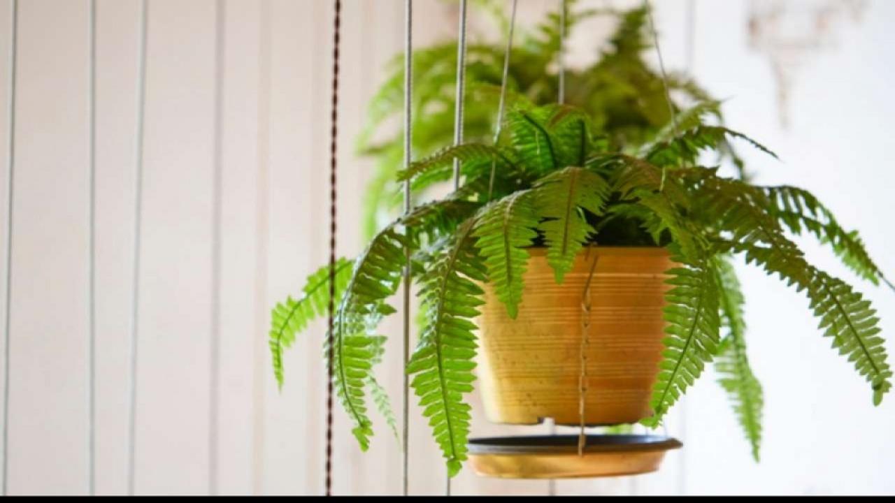 Indoor Plants के साथ दें पॉजिटिविटी