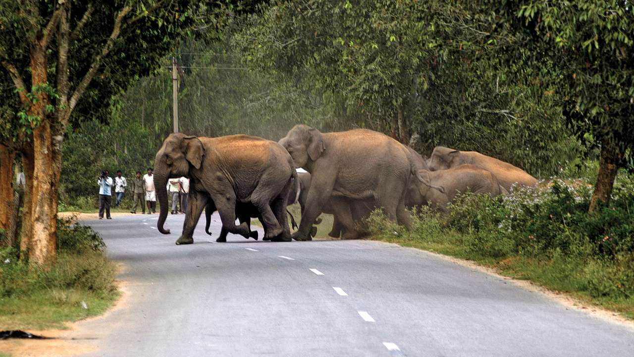 SHOCKING! Plastics, masks, food wraps found in wild elephant dung in Tamil Nadu 