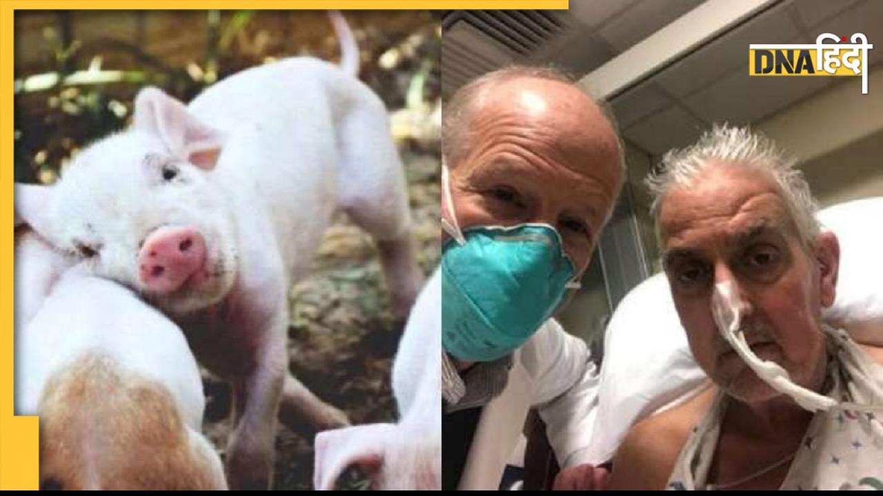 Pig Heart Transplant in Human: कुदरत का हर शय इंसानी जीवन को बचाने के काम आए