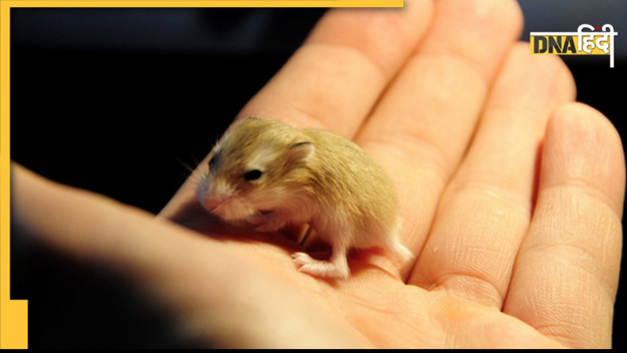 नहीं बचेगा Hong Kong में एक भी हैम्सटर! 