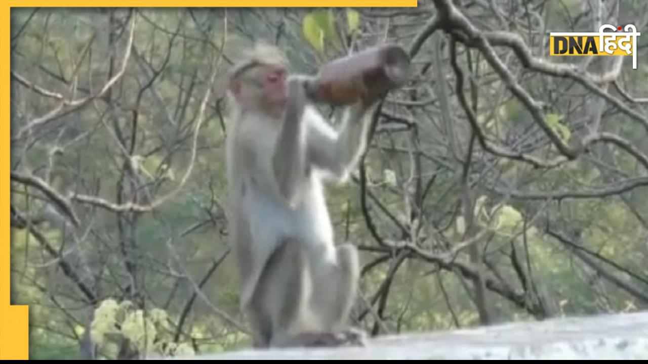 बंदर को लगी प्यास तो ऐसे गटक गया Beer, देखें Video