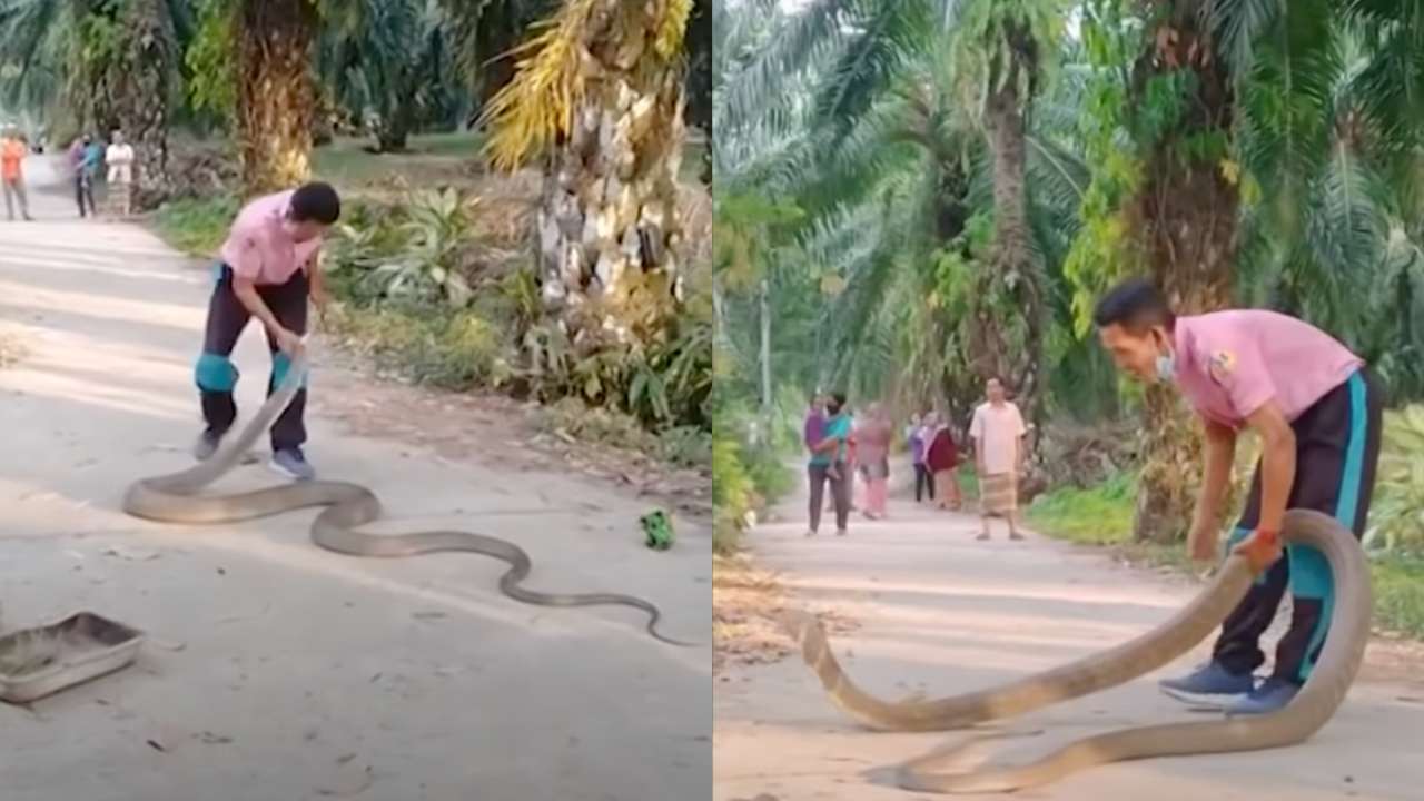 Man rescues king cobra with bare hands, leaves netizens surprised ...