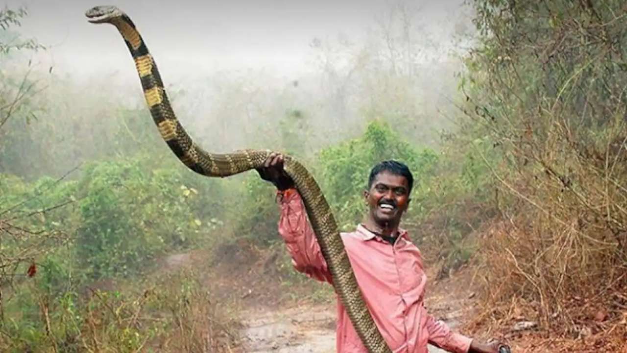 Kerala's famous snake catcher Vava Suresh still critical after cobra bite