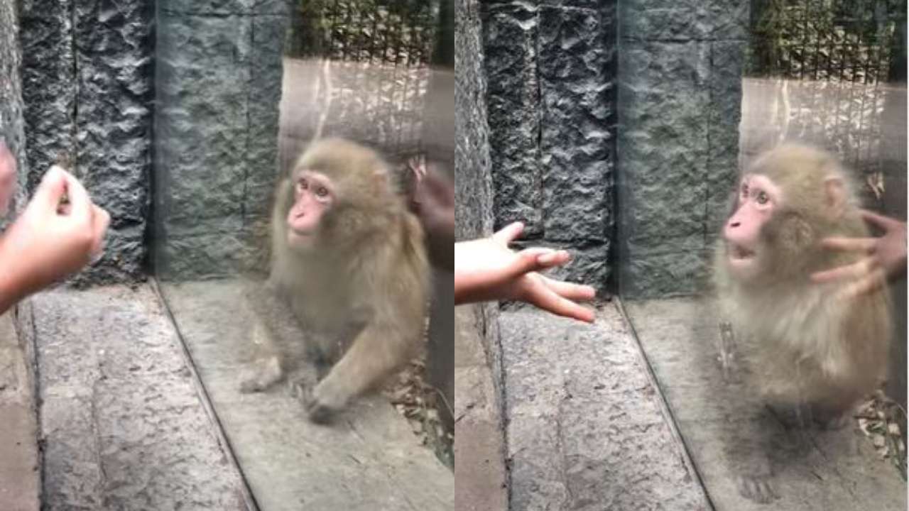 Monkey’s jawdropping reaction at magic trick at zoo goes viral WATCH