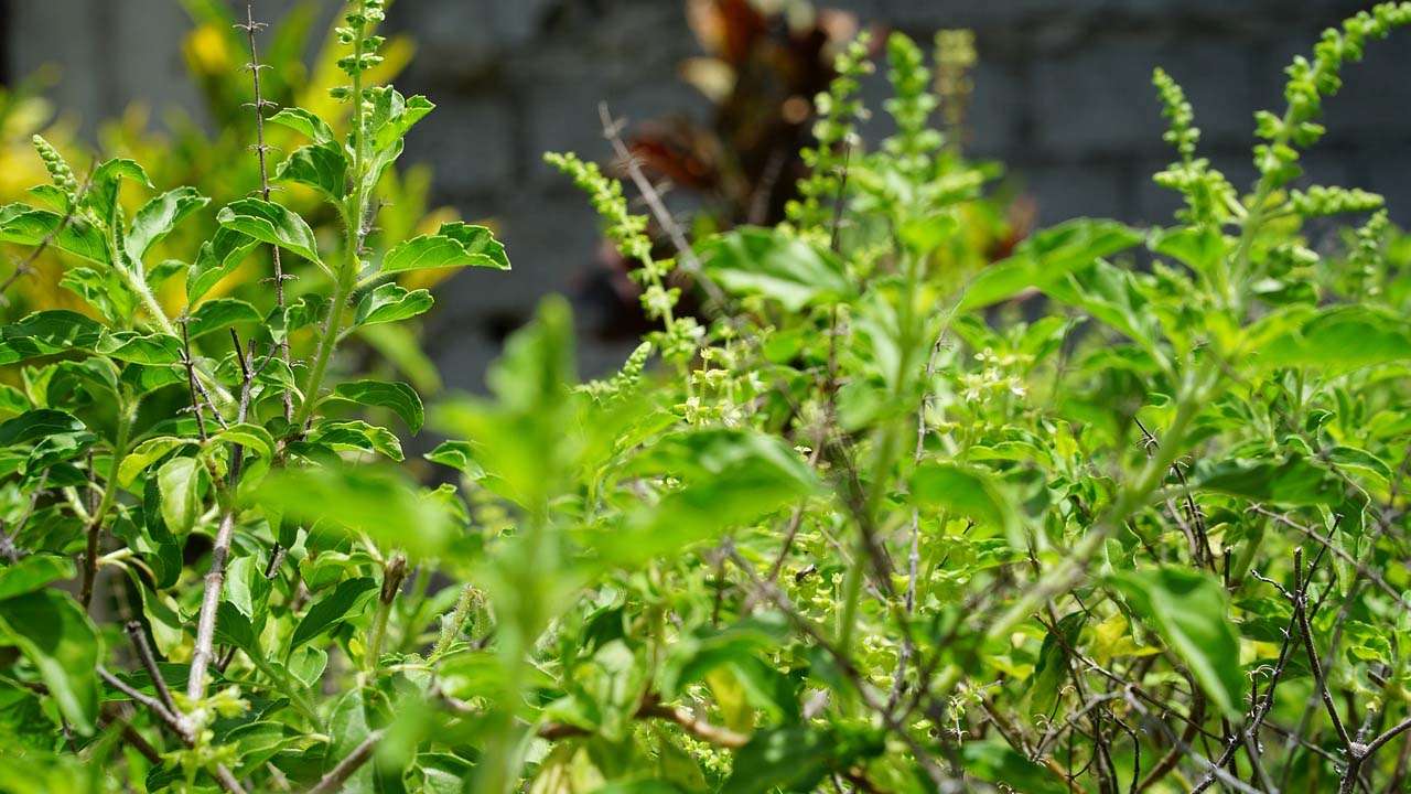 Chew basil leaves during the journey