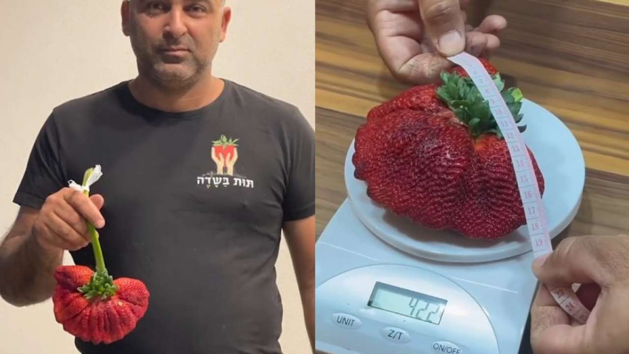 Man Grows Heaviest Strawberry In The World At 2 Grams Sets New Guinness World Record Watch