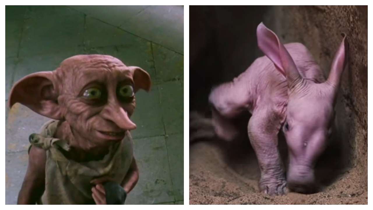 Meet Harry Potter's real-life 'Dobby': Aardvark born at Chester ...