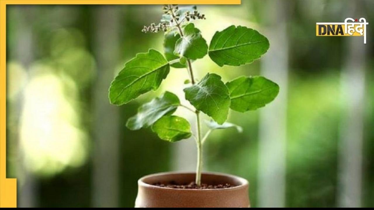 Tulsi ke Upay: घर में तुलसी के साथ लगाएं ये 2 पौधे, मां लक्ष्मी की जमकर बरसेगी कृपा