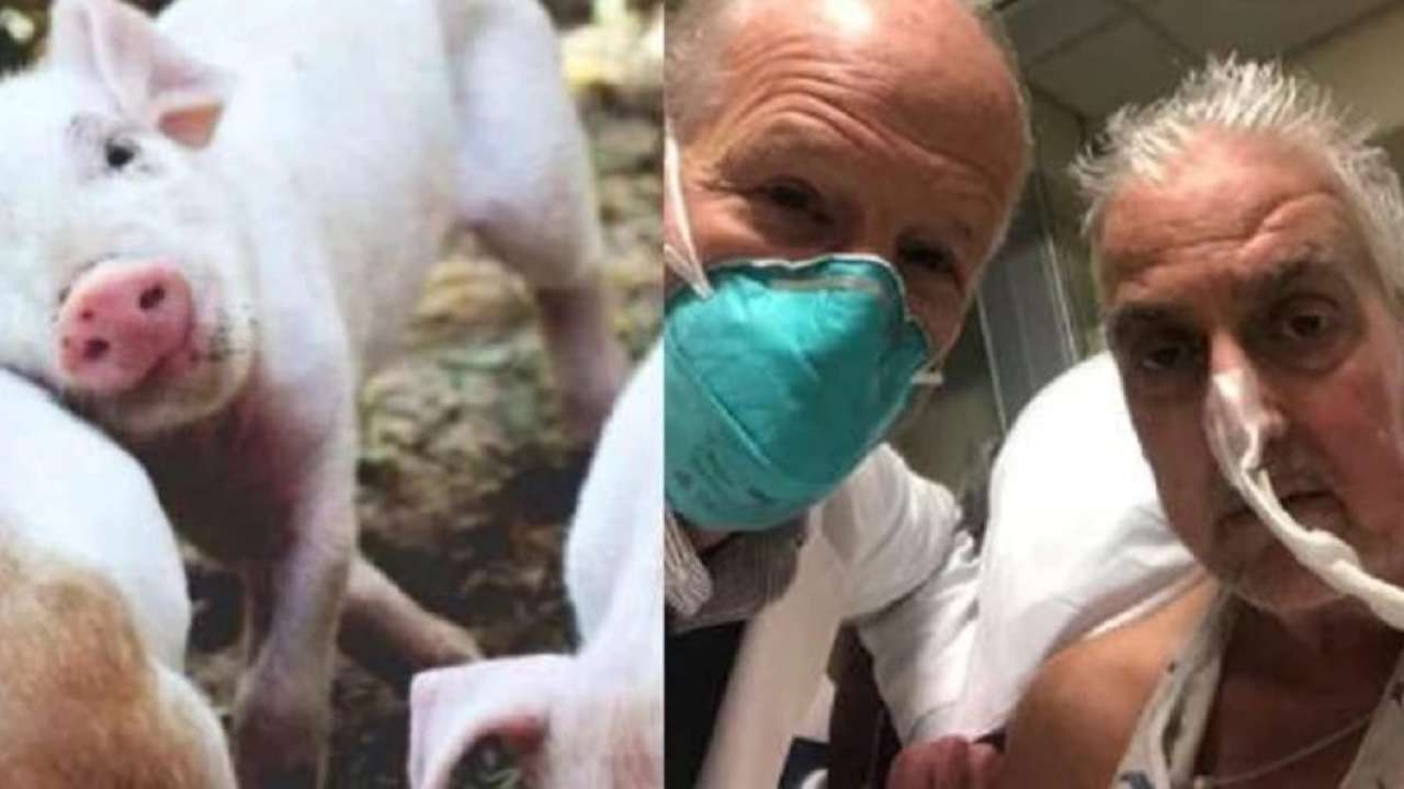 Man who underwent historic pig heart transplant surgery dies after two