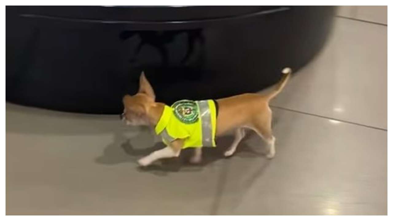how do dogs sniff out drugs