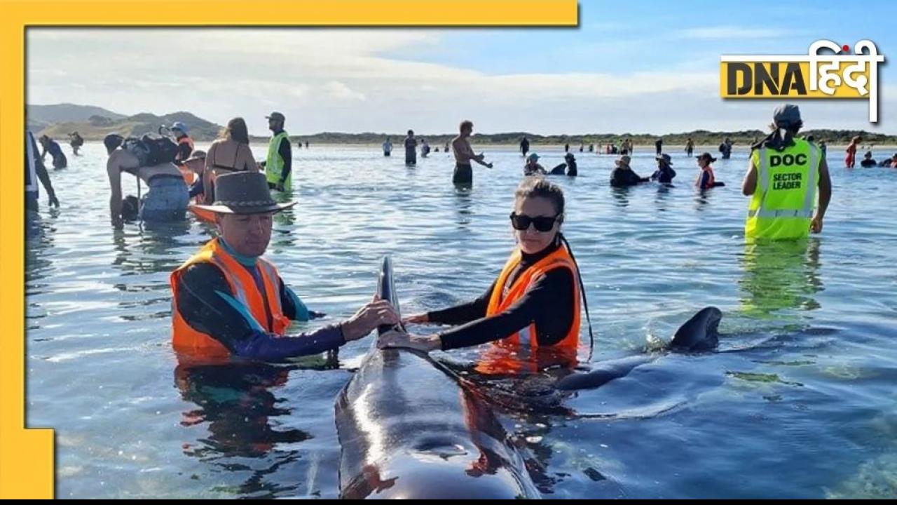 New Zealand के Golden Bay में फंसीं 34 Whales, जानिए आखिर क्यों Death Trap के नाम से कुख्यात है यह जगह