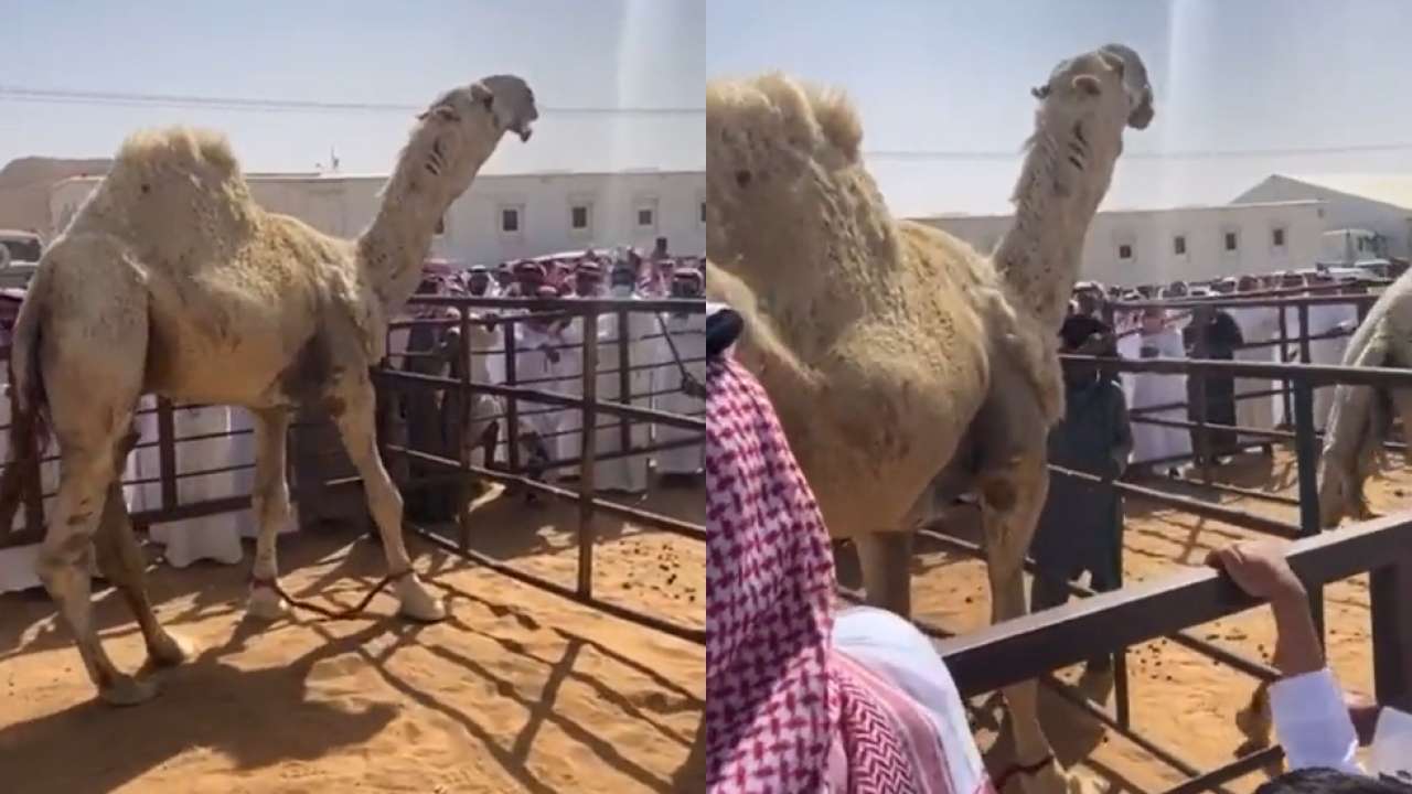 World's most expensive camel sells for Rs 14 crore, reason will blow your  mind