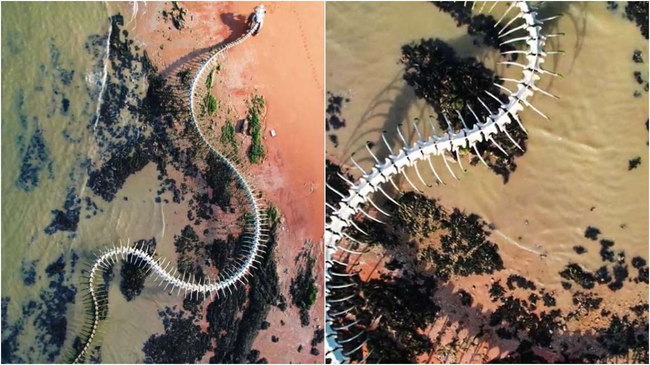 Giant snake skeleton found on Google Maps: Here's the truth behind the  viral photo