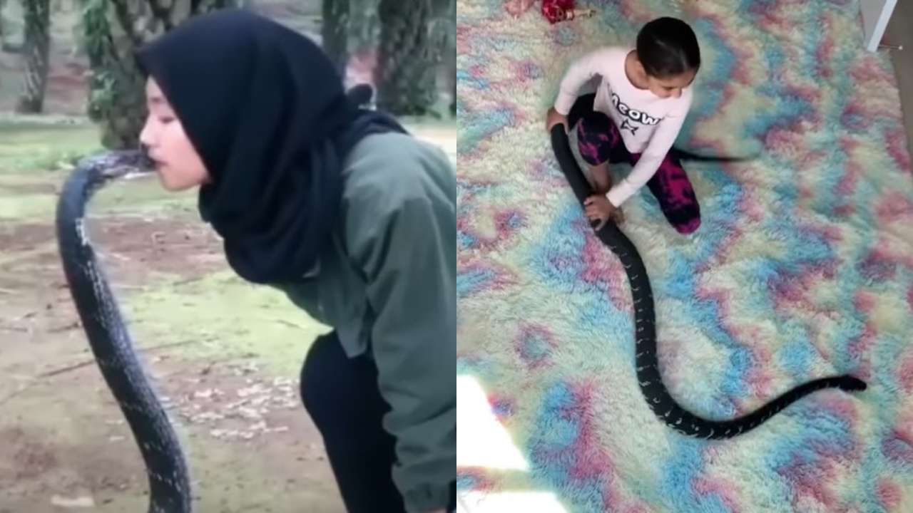 Little girls play with pythons, pet and kiss them in viral video - WATCH