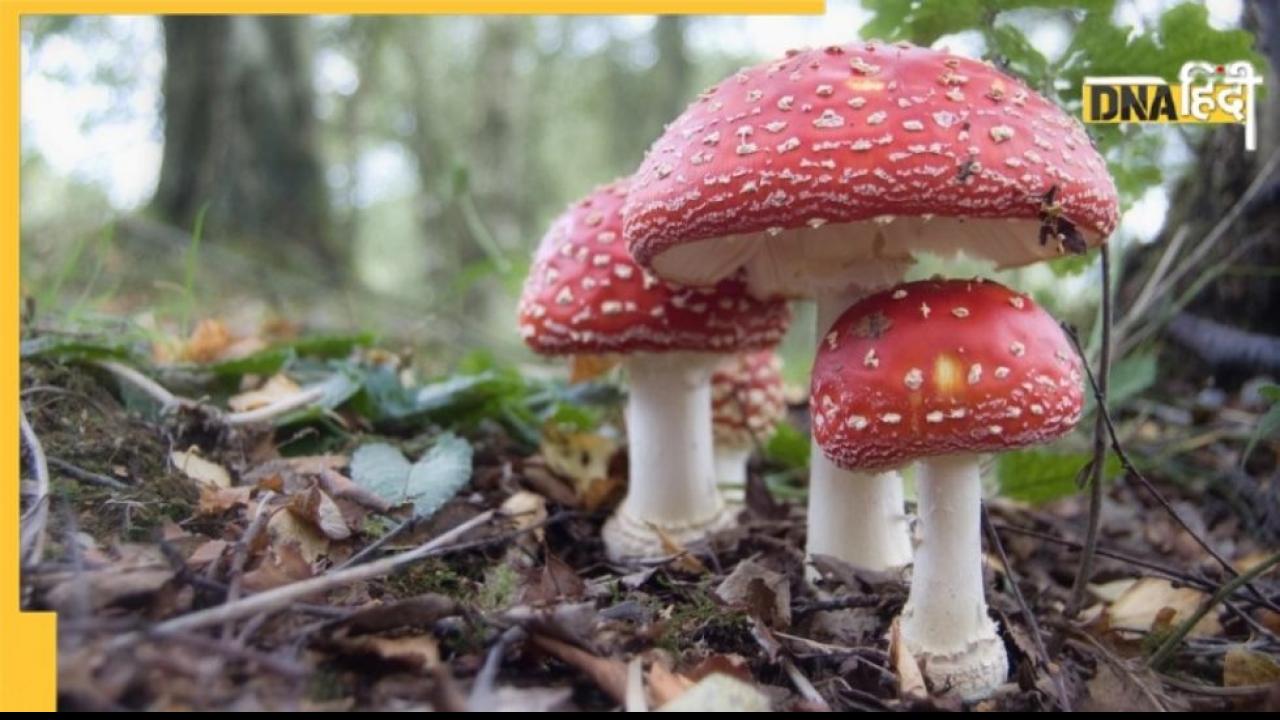 आपस में बातें करते हैं Mushroom, होती है 50 शब्दों की अपनी डिक्शनरी