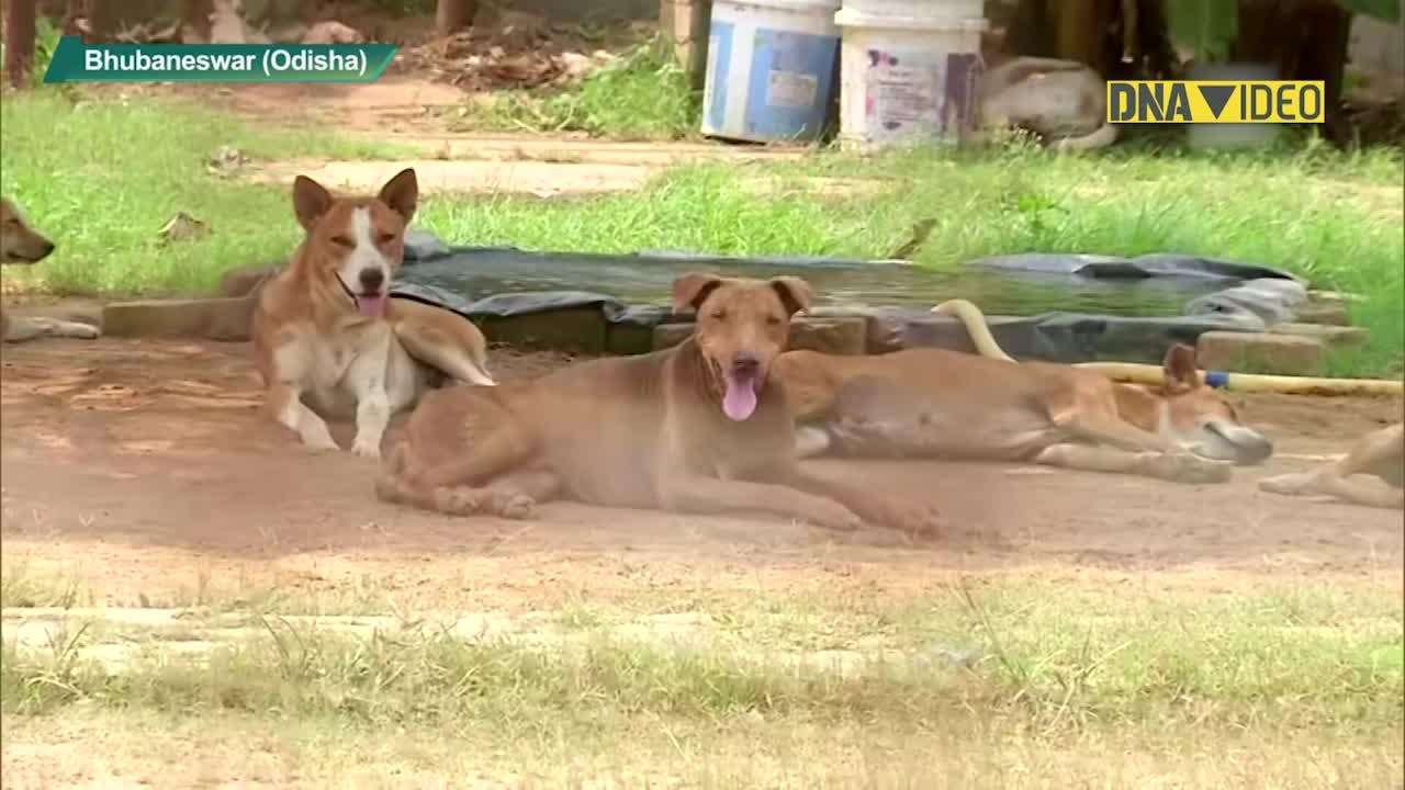Odisha: Bhubaneswar-based NGO makes shelter to protect animals from  scorching heat