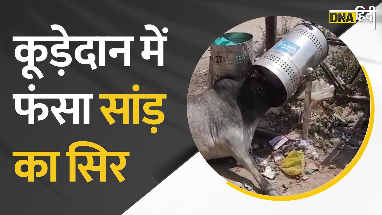 Kanpur में सांड़ का सिर कूड़ेदान में फंस गया, इतनी मुश्किलों के बाद निकला, देखें वीडियो