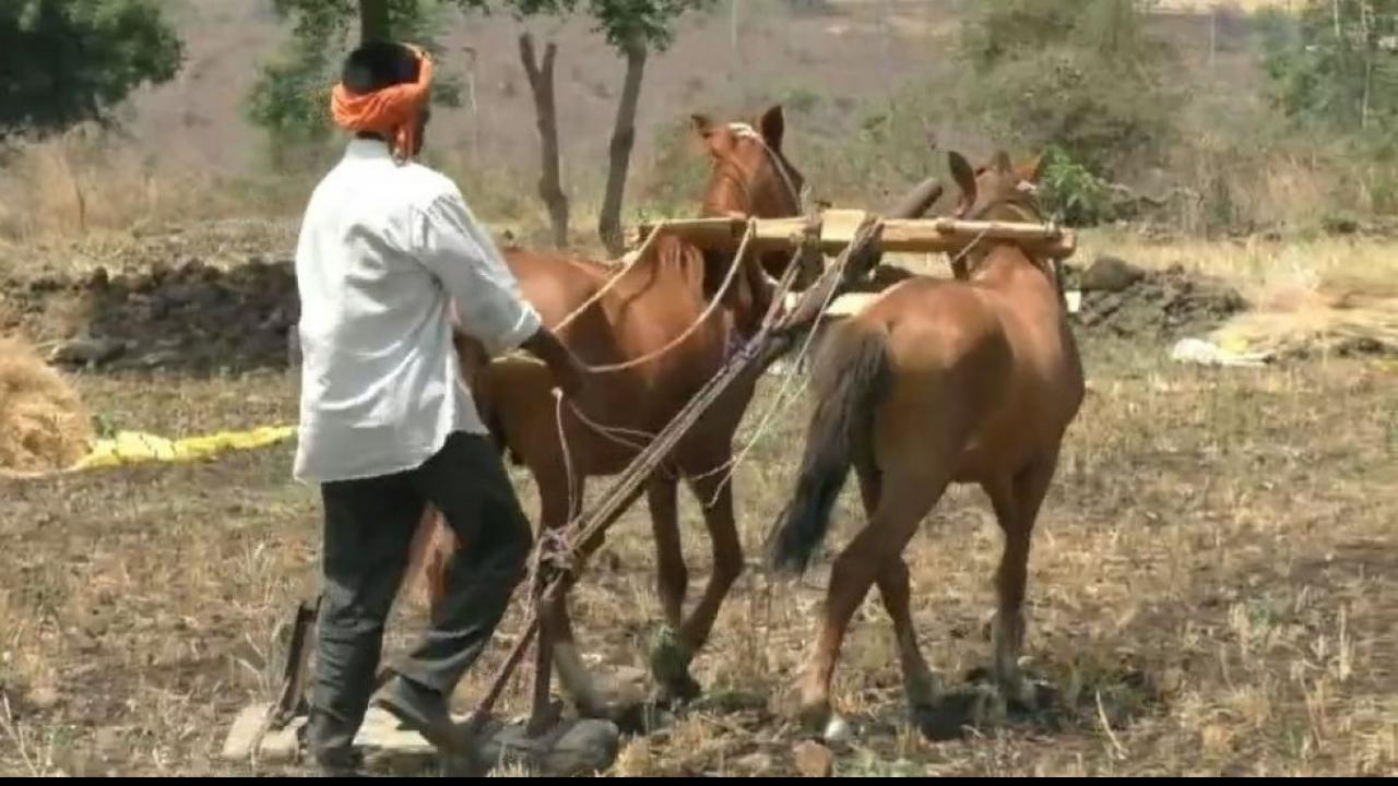 खेत में बैल की जगह घोड़े