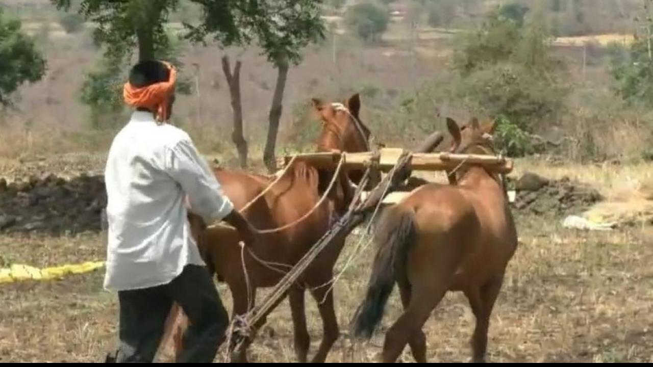 खेत में बैल की जगह घोड़े