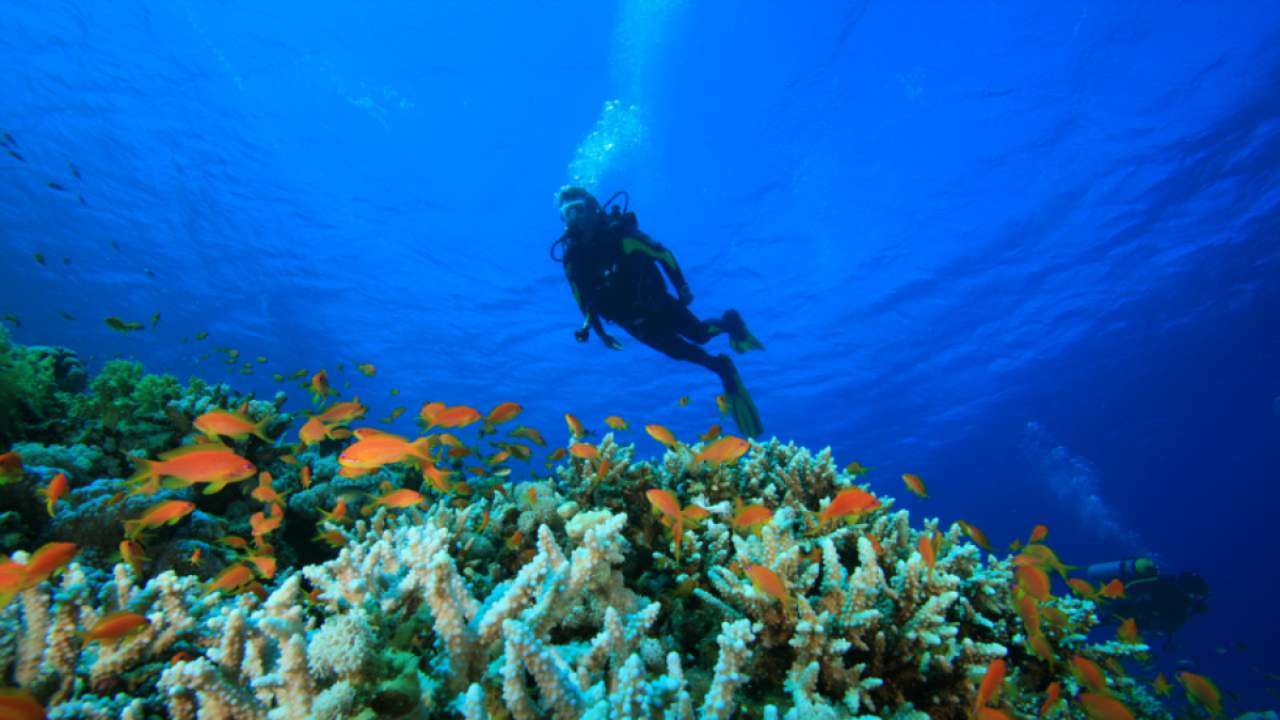 Scuba diving in the Andaman