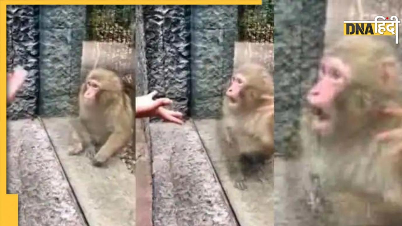 Monkey Rescued: तारों में बुरी तरह उलझ गया बंदर, बड़ी मुश्किल से किया जा रेस्क्यू, देखिए वीडियो