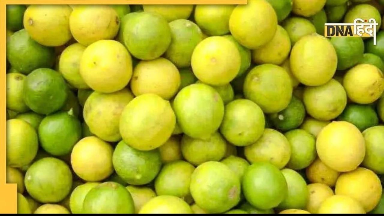 Kanpur: नींबू चोरों से परेशान हुए किसान, लाठी लेकर दिन-रात कर रहे बगीचे की रखवाली