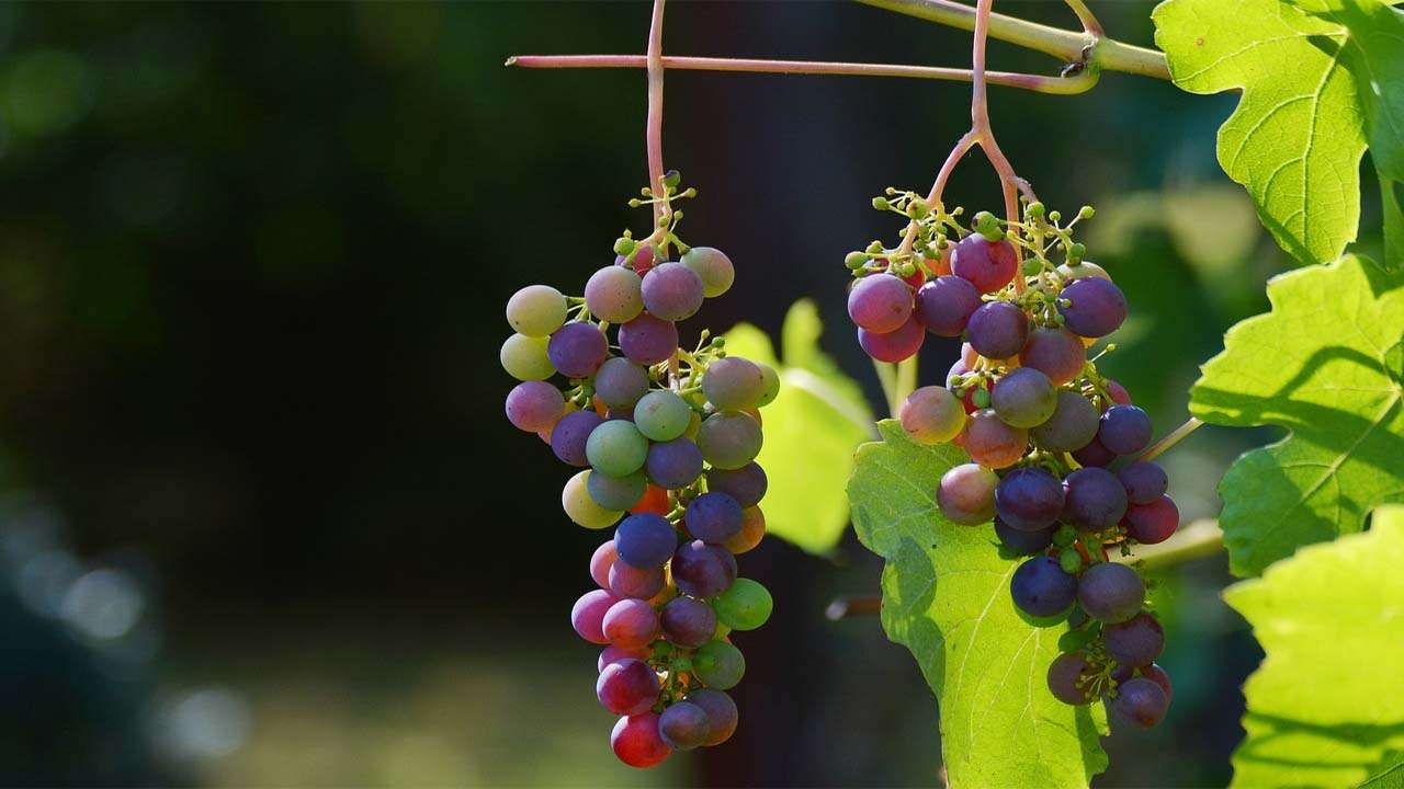 World Liver Day 2022 5 food items to keep the organ healthy