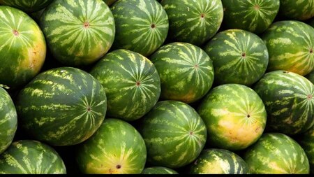 Watermelon पानी से भरपूर फल होता है