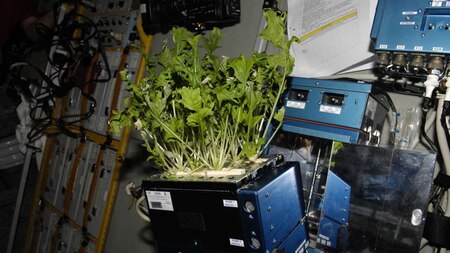Plants without soil in space!