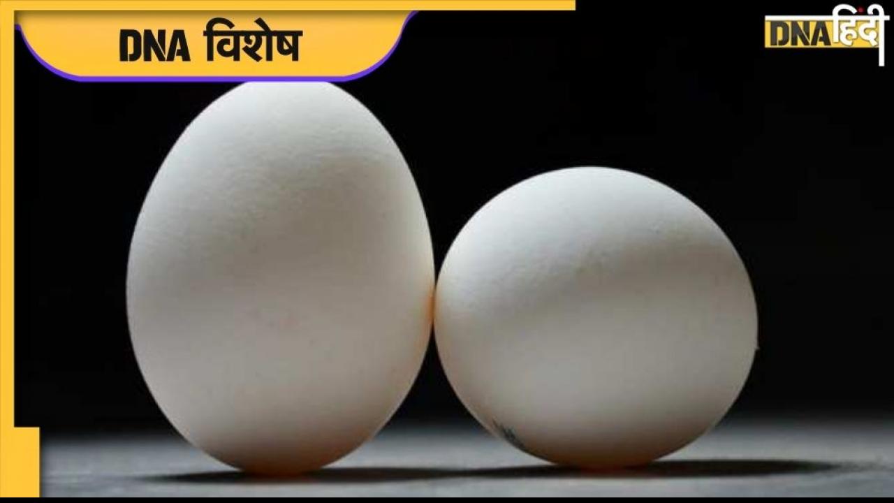 Eureka: अंडा शाकाहारी होता है या मासांहारी? वैज्ञानिकों ने खोज निकाला सही जवाब