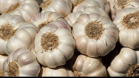 Garlic का करें खाने में इस्तेमाल