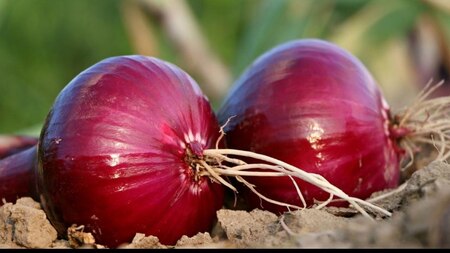 Onion का करें सेवन