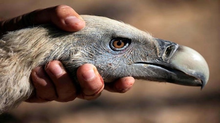 Early signs of mass extinction of bird species