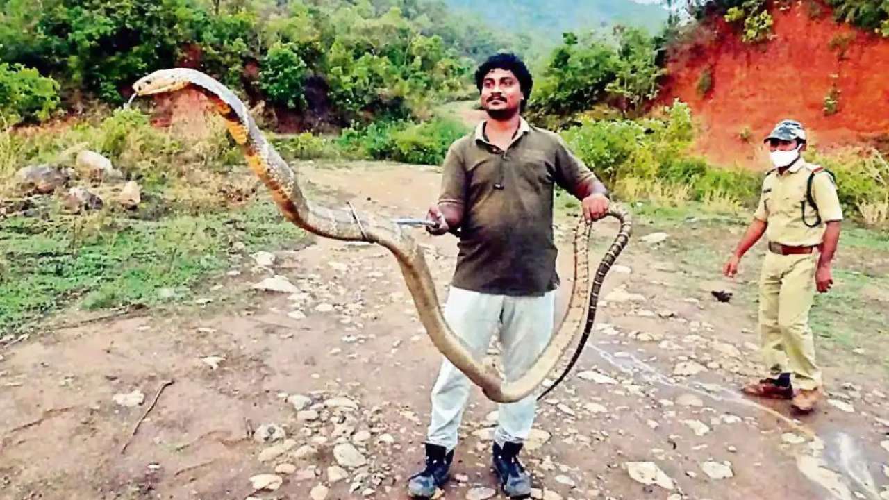 snake catchers: Why farmers, security guards are turning into snake catchers  in Kolkata - The Economic Times