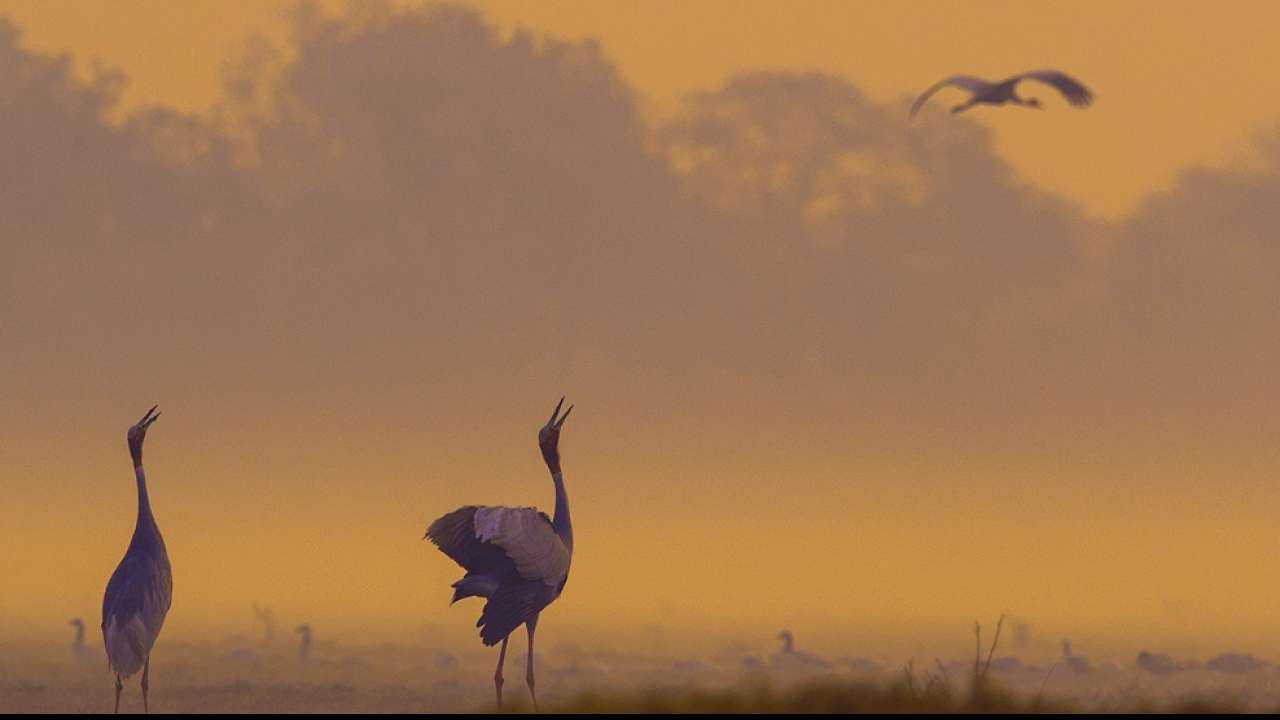 Bharatpur Bird Sanctary