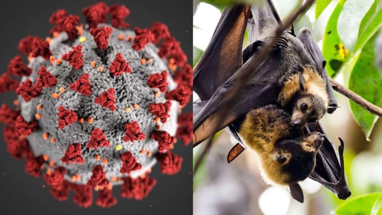 कैसे फैलता है Nipah Virus?