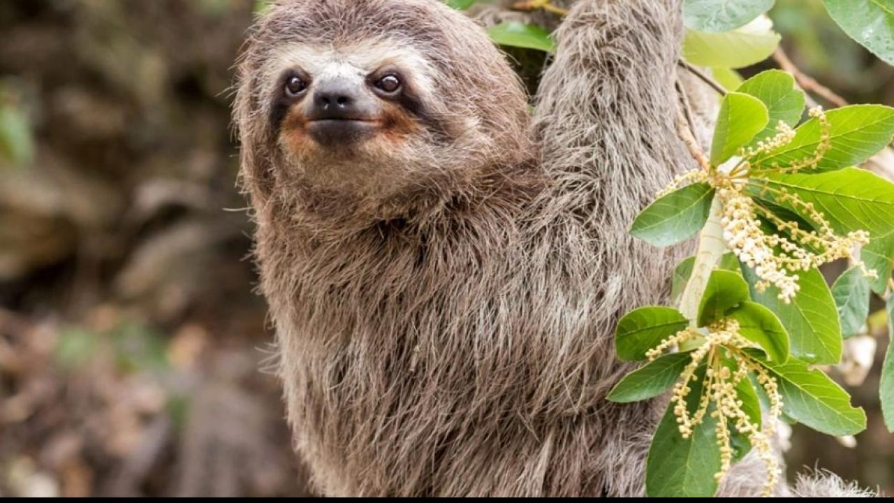 Sloth: ये है दुनिया का सबसे आलसी जीव, खाने से लेकर बच्चे पैदा करने तक