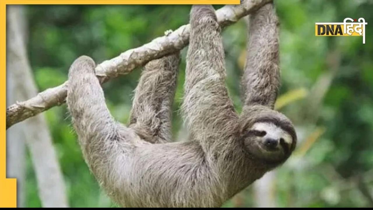 Sloth: ये है दुनिया का सबसे आलसी जीव, खाने से लेकर बच्चे पैदा करने तक