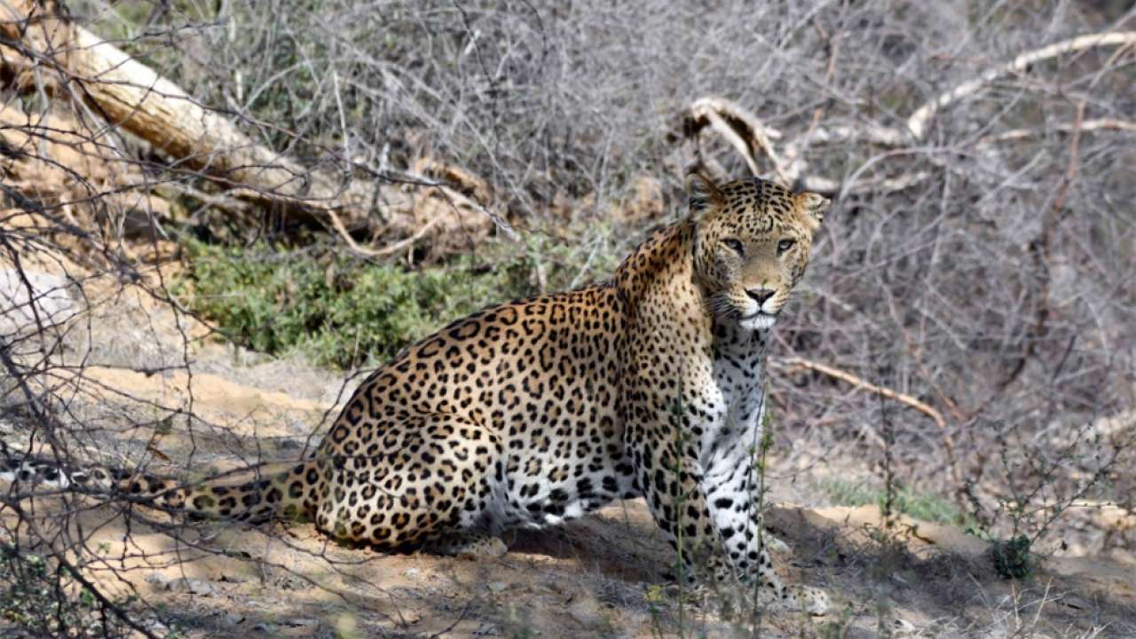 Rajasthan's Jaipur becomes only city in India with two leopard safaris