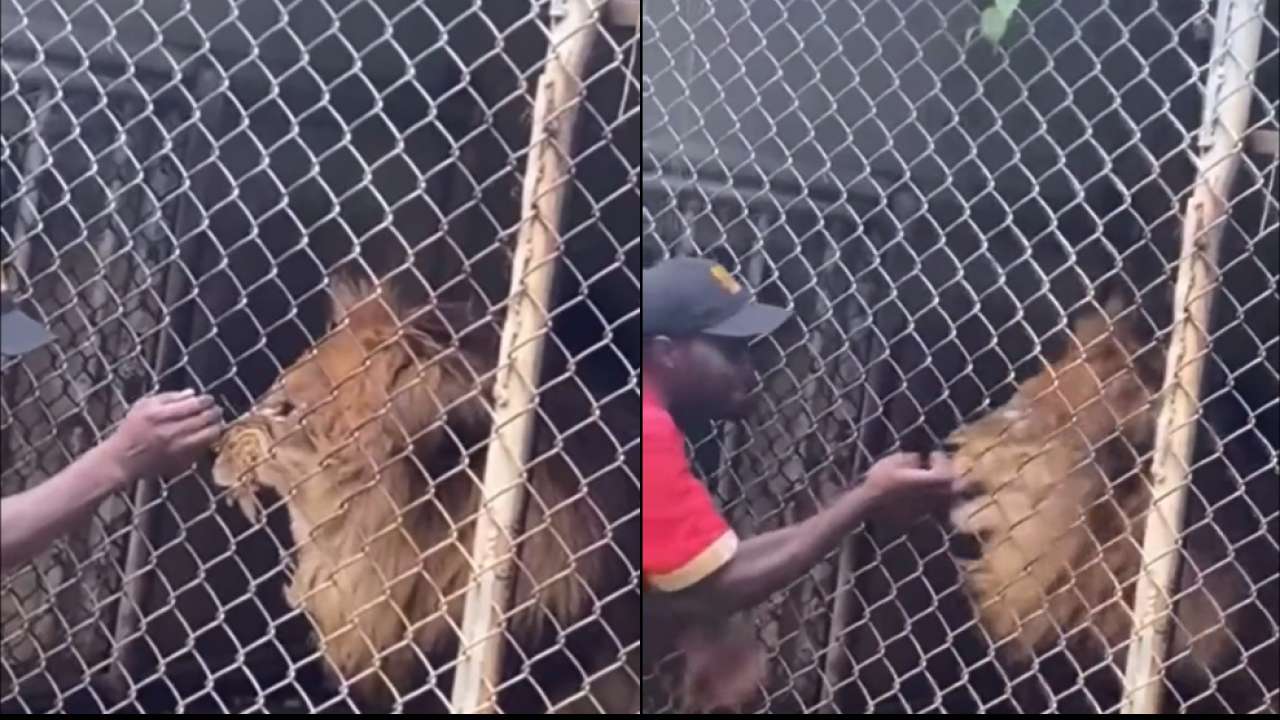lion bites off finger - photo #16