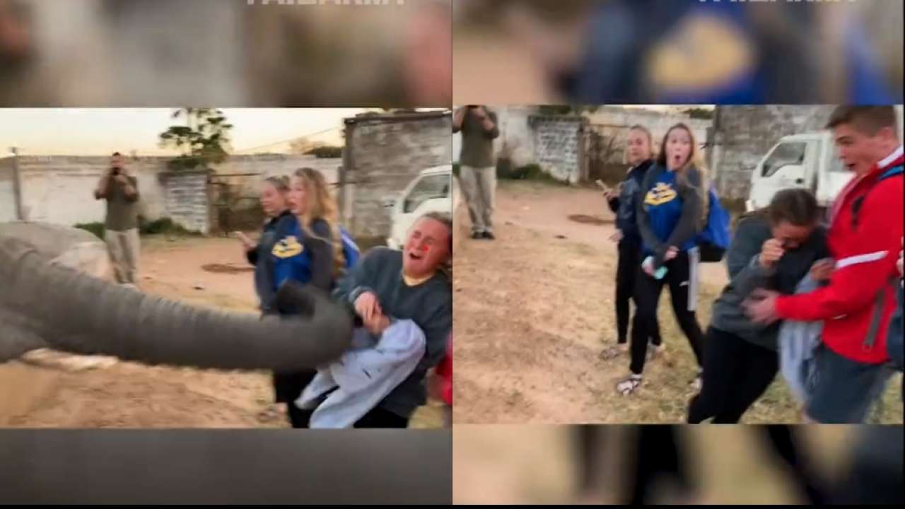 Viral video: Elephant slaps girl as she tries to click its photo
