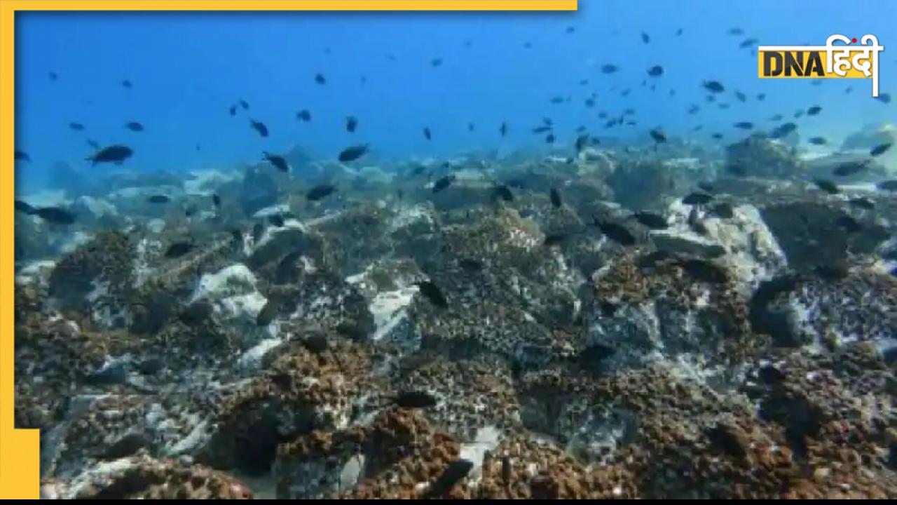 Sugar Under Ocean: समुद्र में मिले चीनी के भंडार, समुद्री घास के नीचे छिपा था यह खजाना 