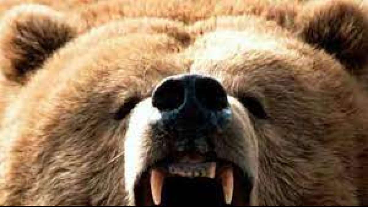 Madhya Pradesh Panna Bear Kills Couple On Their Way Back From Temple Eats Bodies For 5 Hours