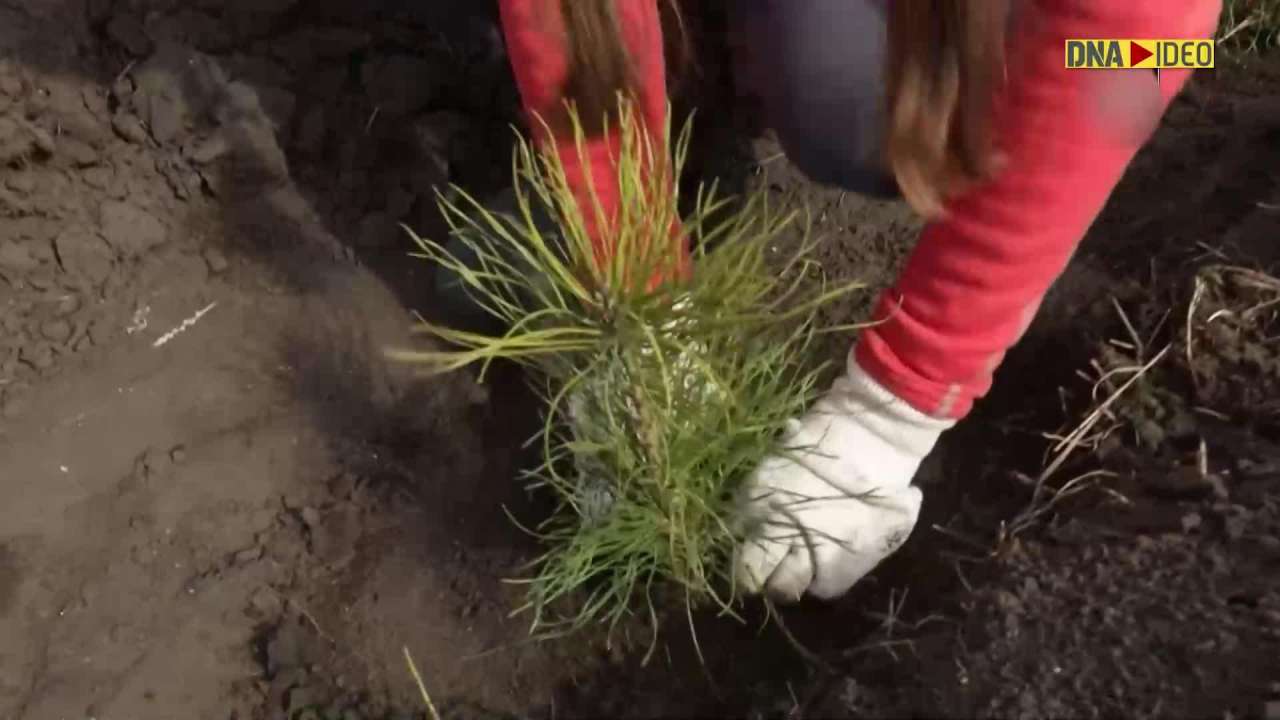 ‘Plant a forest’ project begins in Omsk region
