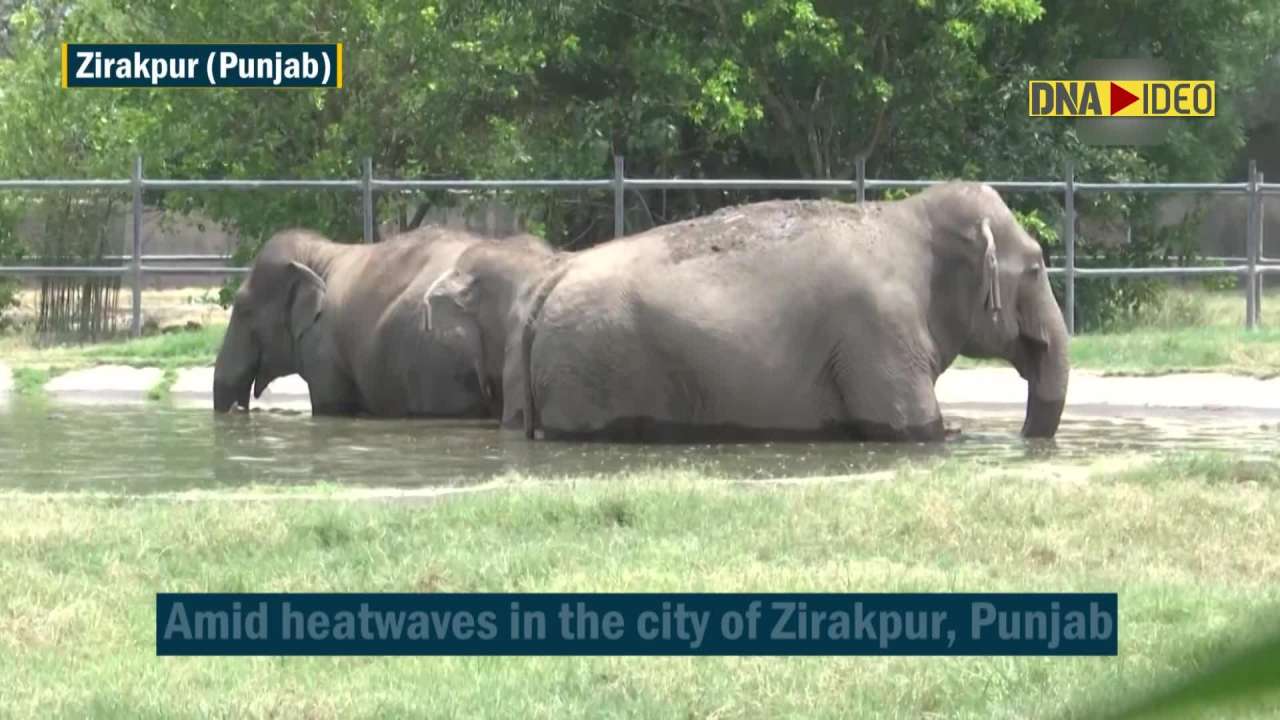 Punjab: Chhatbir Zoo takes measures to protect Zoo animals from heatwave