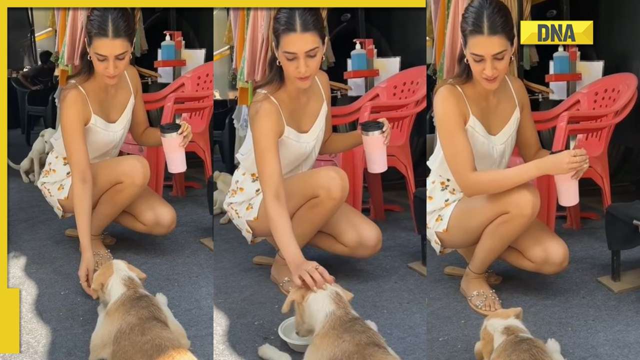 Kirti Sanoon Xxx Video - Kriti Sanon feeds stray dogs, netizens call her 'kind, pure-hearted'